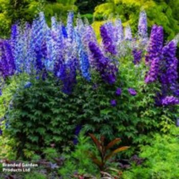 Delphinium 'Pacific Giants Mixed'