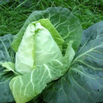 Cabbage 'Advantage' - Seeds