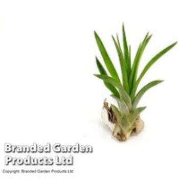 Tillandsia brachycaulos x abdita