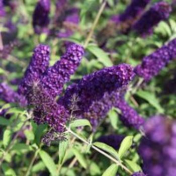 Buddleja davidii 'Black Knight'