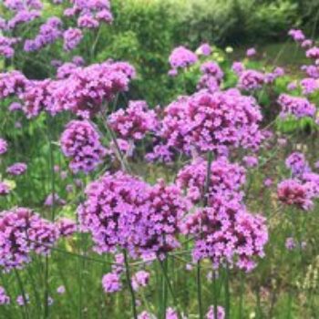 Verbena bonariensis