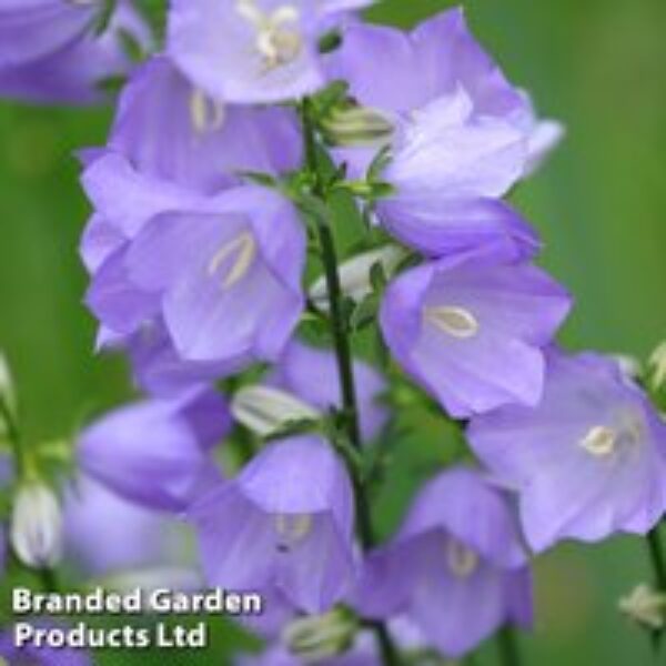 Campanula persicifolia 'Caerulea'