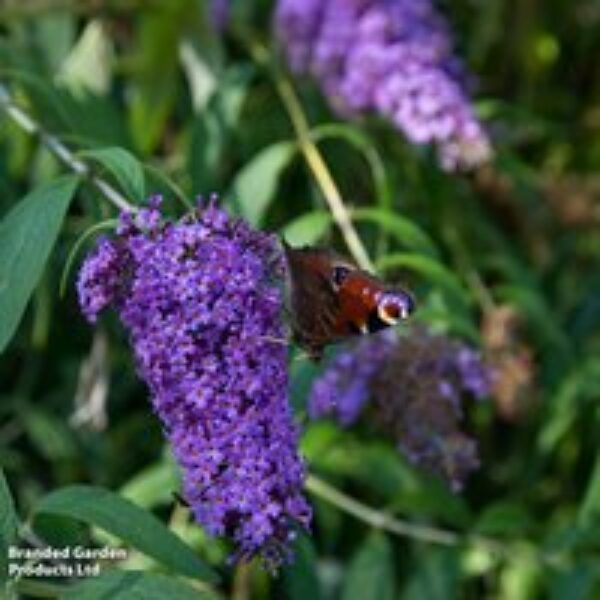 Buddleja davidii 'Adonis Blue'