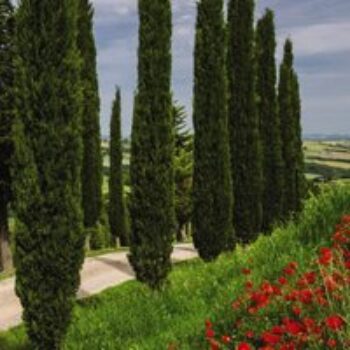 Italian Cypress