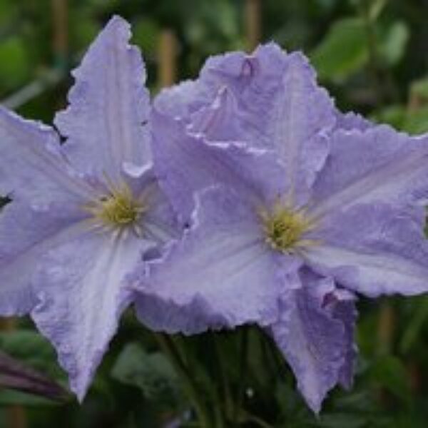 Clematis 'Blekitny Aniol'