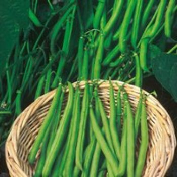 Dwarf French Bean 'Ferrari' - Seeds