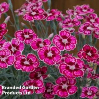 Dianthus 'Flutterby'