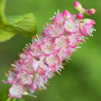 Clethra alnifolia 'Ruby Spice'