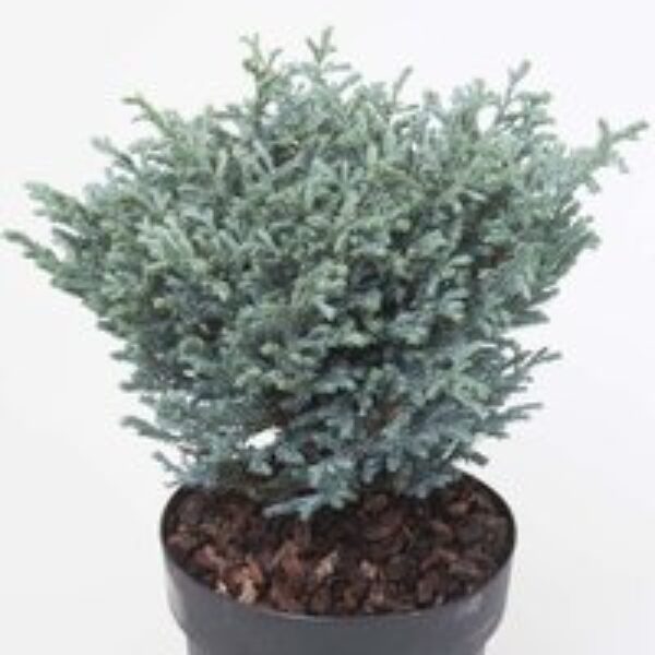 Chamaecyparis pisifera 'Boulevard'