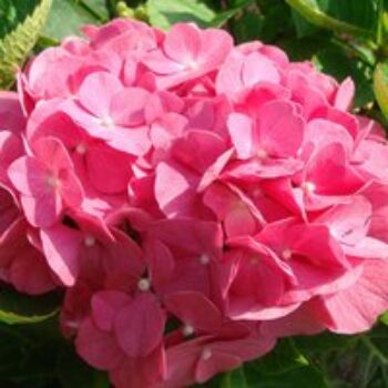 Hydrangea macrophylla 'King George V'