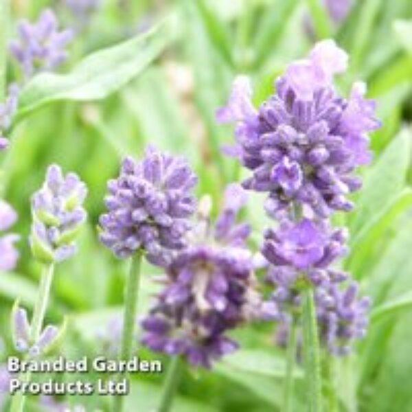 Lavender 'Dwarf Blue'