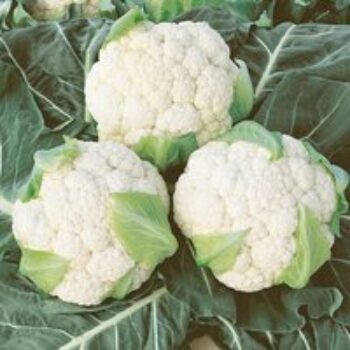 Cauliflower 'Boris' F1 - Seeds