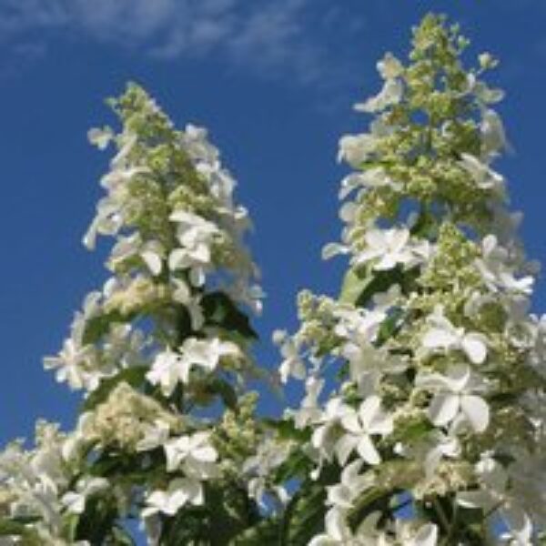 Hydrangea paniculata 'Levana'