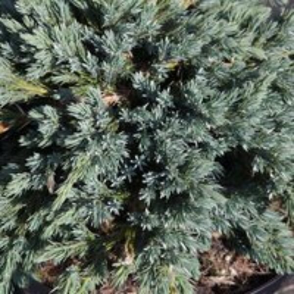 Juniperus squamata 'Blue Star'