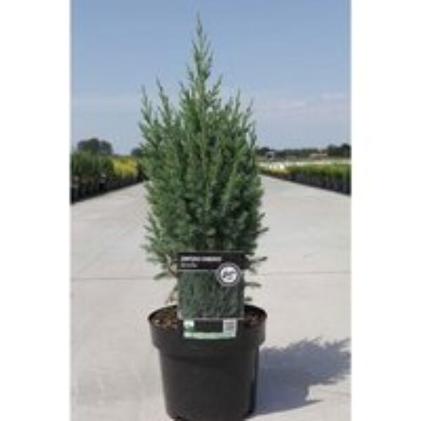 Juniperus chinensis 'Stricta'