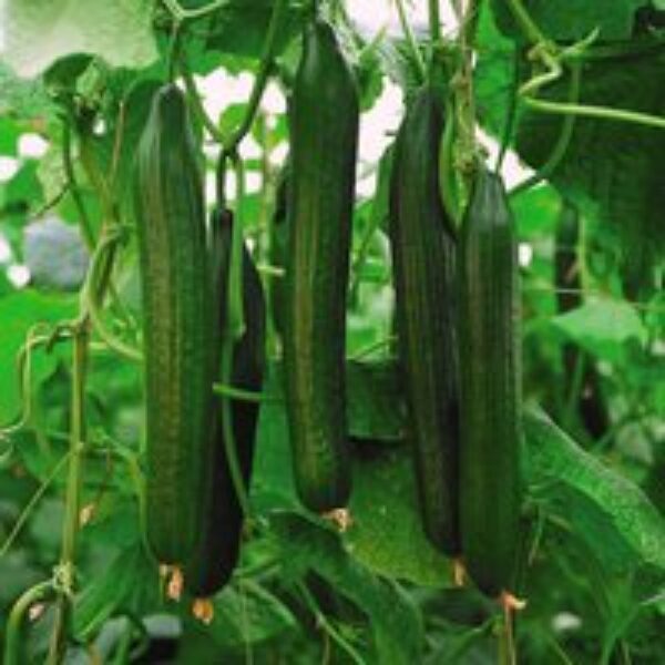 Cucumber 'Carmen' F1 - Seeds