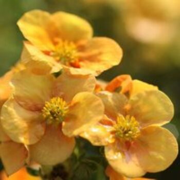 Potentilla fruticosa 'Medicine Wheel Mountain'