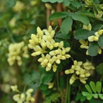 Coronilla valentina subsp. glauca 'Citrina'