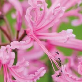 Nerine bowdenii 'Pink'