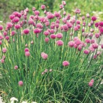 Chives - Seeds