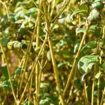 Cornus sericea 'Flaviramea'