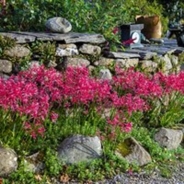 Nerine bowdenii 'Mister John'