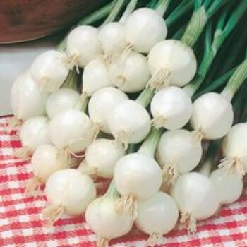 Onion 'Pompei' - Seeds