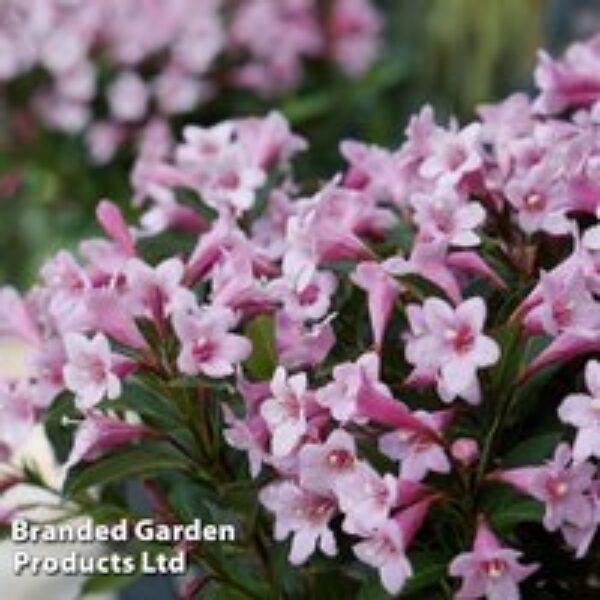 Weigela florida 'Pink Poppet'