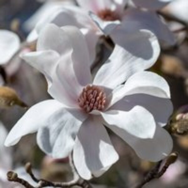 Magnolia x loebneri 'Merrill'