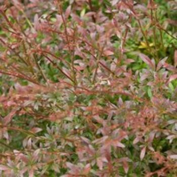 Berberis thunbergii 'Red Dream'