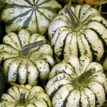 Squash & Pumpkin 'Sweet Dumpling' (Organic) - Seeds