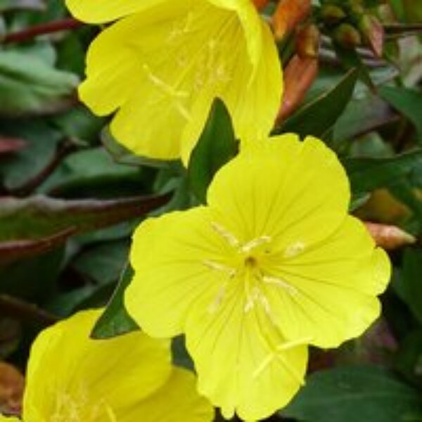 Oenothera tetragona