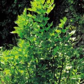 Herb 'Lovage' (Organic) - Seeds