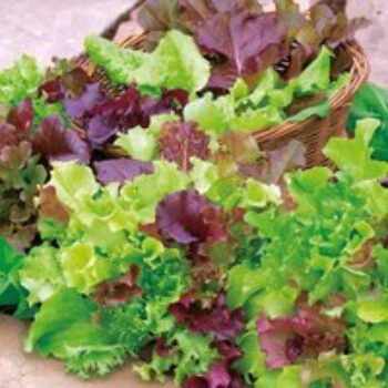 Lettuce 'Mix' (Organic) - Seeds