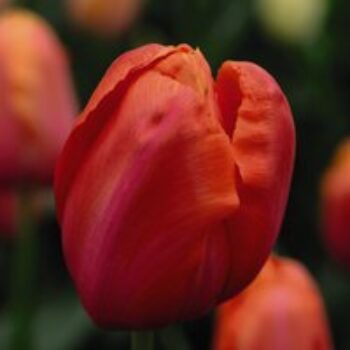 Tulip 'Avignon'