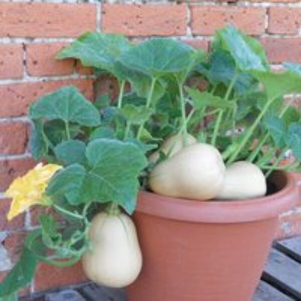 Squash 'Butterbush' F1 - Seeds