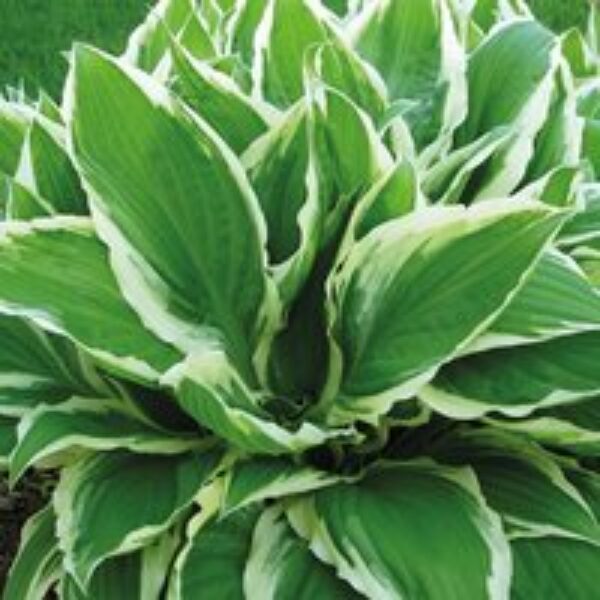 Hosta 'Wide Brim'