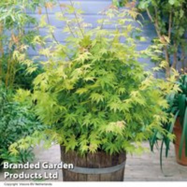 Acer palmatum 'Orange Dream'