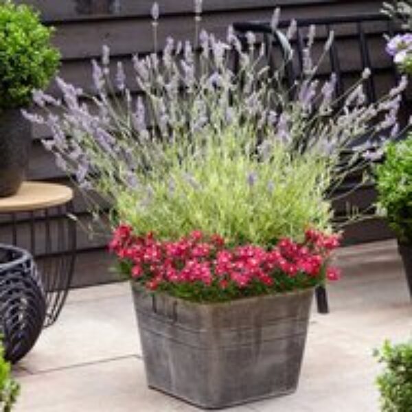 Lavender angustifolia 'Platinum Blonde'