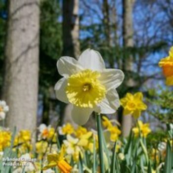 Narcissus 'Sunshine Mix'