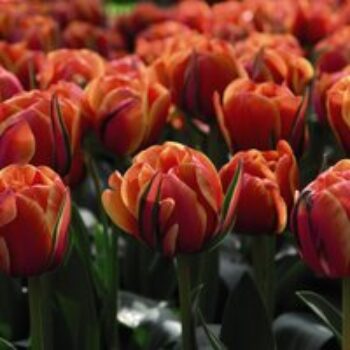 Tulip 'Queensday'