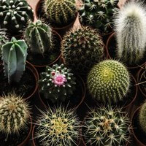 Cactus Mix