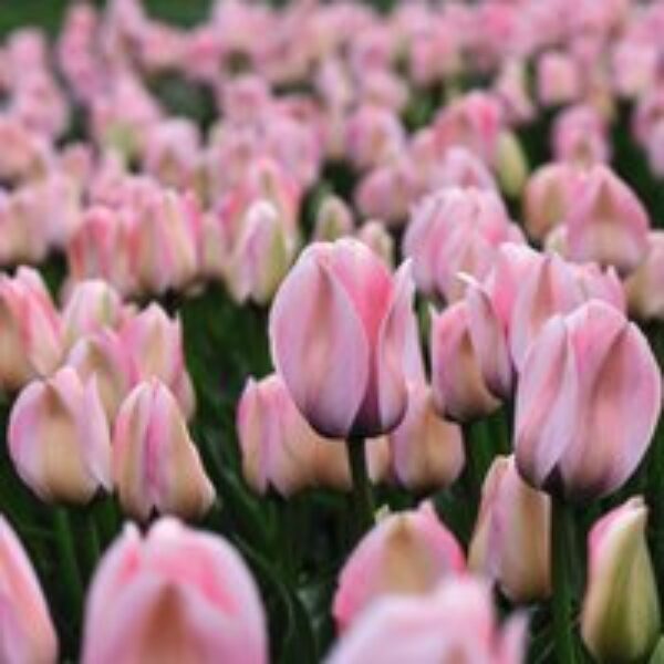 Tulip 'Bella Blush'