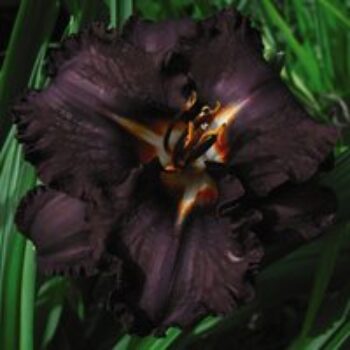 Hemerocallis 'Longfield's Black Magic'