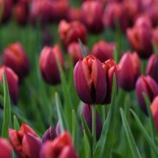 Tulip 'Slawa'