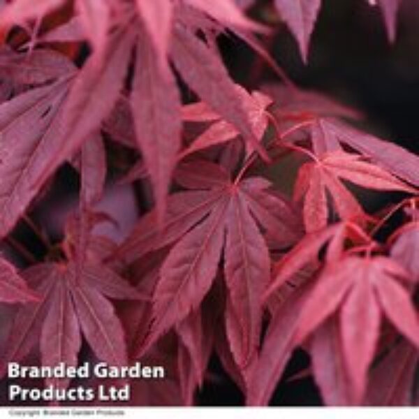 Acer palmatum 'Atropurpureum'