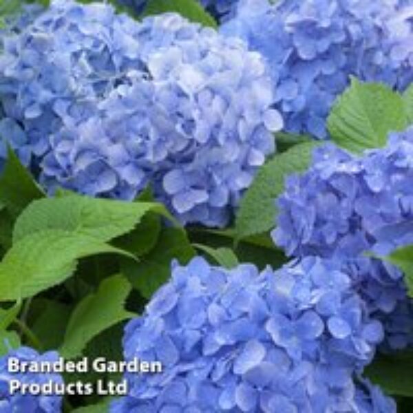 Hydrangea macrophylla 'Blue Danube'