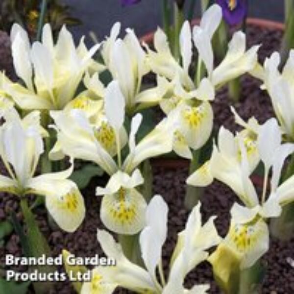 Iris 'Katharine's Gold'