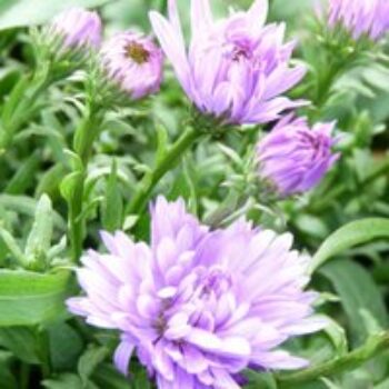 Aster novi-belgii 'Audrey'