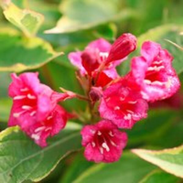 Weigela florida 'Moulin Rouge'